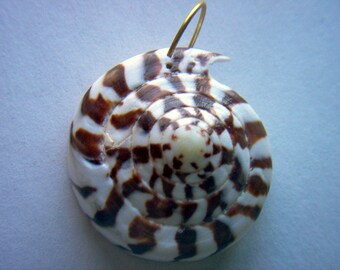 Brown and White Shell Pendant Top Drilled # F 5