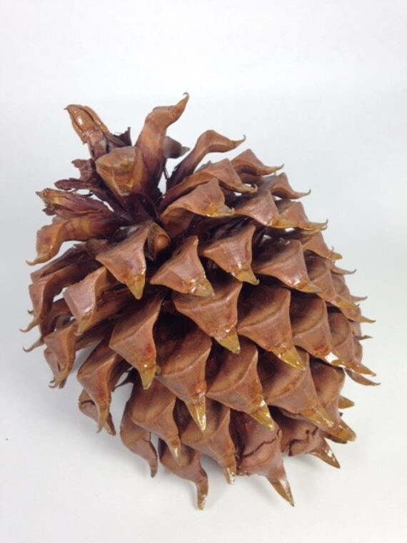 Beautiful large pine cone from Northern California perfect