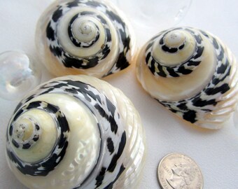 Beach Decor RARE Ribbed Pica Shell - Nautical Seashells, Black & White Pica Shell - 1PC