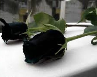 Black rose seeds,1, flower roses seeds,roses from seeds,planting roses,growing roses from seeds,seeds for roses
