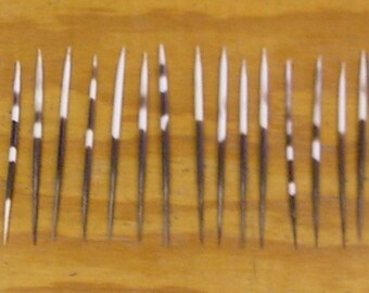40 African Porcupine Quills