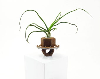 Found object Tillandsia air plant holder