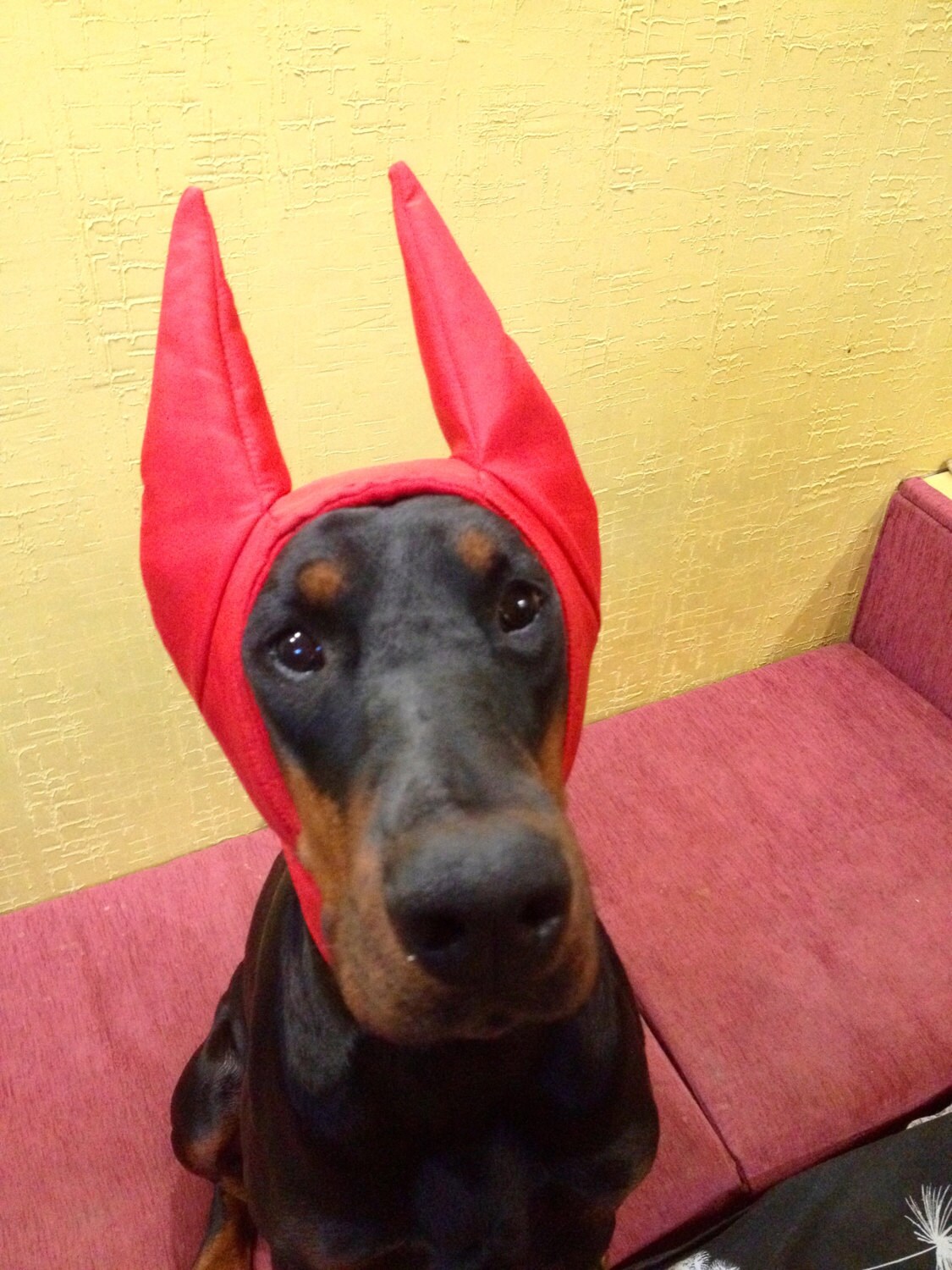 Doberman Winter Hat Doberman Warmer Dog Hat Dog Clothing