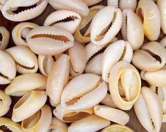 Cauris coquillage naturel 18~20x13~14x6~8 mm - cowrie shells - lot de 10/20/30/40/50 unités CC01