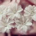 Ivory Tulle Flower Appliques Organza Tulle Flowers 5pcs For Wedding Dress Bridal Costume Headware Supplies