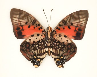Real Framed Butterfly Charaxes zingha African Insect Taxidermy