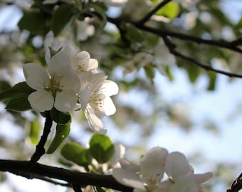 White Flower Photograph