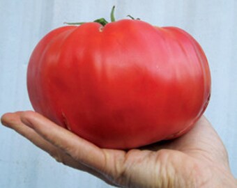 25 Blue Tomato Seeds-1104A