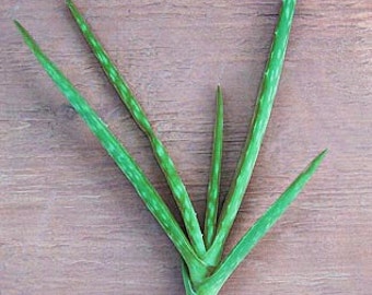 ALOE VERA Plant - Medicinal Burn Aid - Starter Size 6-7"
