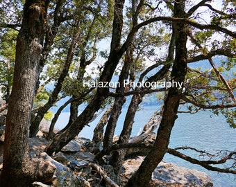 Tree Photograph, Wall art