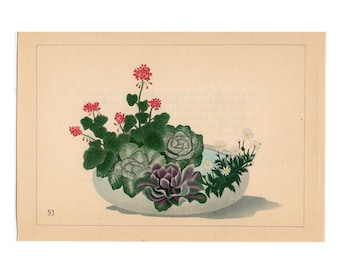 1933 IKEBANA FLOWER ARRANGEMENT Japanese botanical lithograph - original vintage print - geranium cabbage & marguerite - moribana