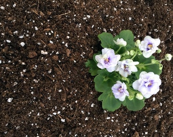 Hirt's Gardens All Natural African Violet Soil - 4 Quart