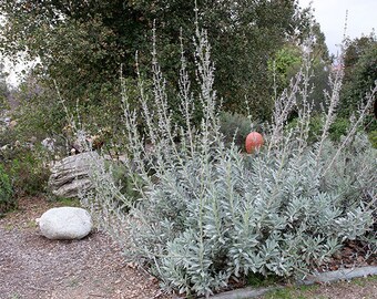 Medicinal Seeds, Sage, White Sage, Salvia Apiana, Organic, 30 seeds per pack, Heirloom, Medicinal, GMO Free