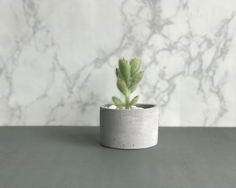 Modern Minimalist Cactus and Succulent Clay Pot Planter Hand Painted in Acrylic White for home, office, cafe, coffee shop