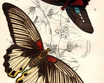 1897 Antique BUTTERFLY PRINT exquisite Chromolithograph