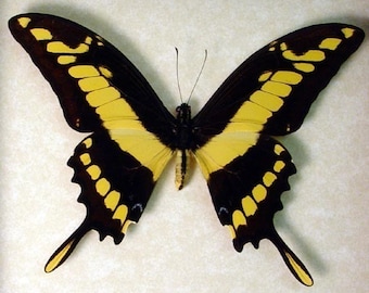 Swallowtail Butterfly 162