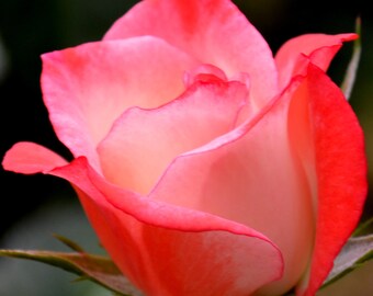 Rose in the Garden on Sunday Afternoon