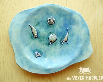 Decorative ceramic dish with rotifers and other microscopic freshwater life