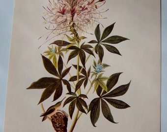 VINTAGE 9 X 12 AUDUBON Rufous Hummingbird lithograph print VG condition American Bird