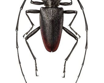 Cerambyx cerdo - A4 size limited edition print
