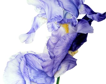 Iris Art Print, Large Botanical Print, Watercolor Print, Gift For Her, Original Painting, Wall Art, Blue iris Painting, Watercolor Flowers,