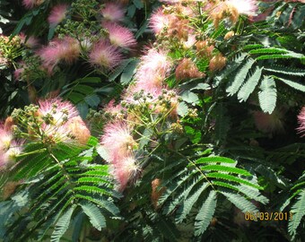 25 Rosa Silk Tree Seeds-1191