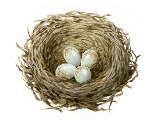 Bird illustration - Nest with eggs - bird art, print of original artwork