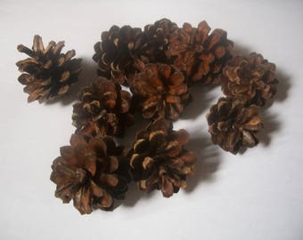Pinecones in a set of 10