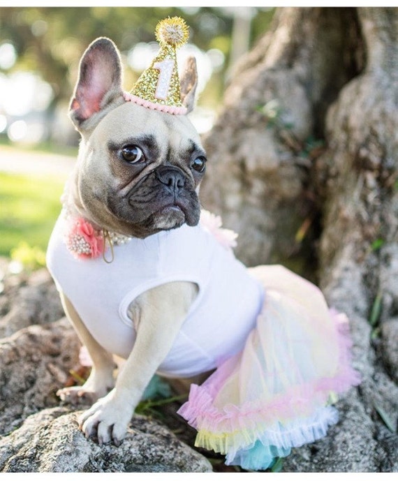 Pet Party Decor || Dog Birthday Hat || Dog Birthday || Dog Party Hat || Pet Cat Kitty Puppy Birthday Party Hat || Dog Clothes || Dog Costume