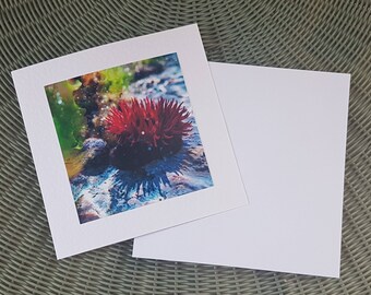 Rosy Rockpool Greeting Card