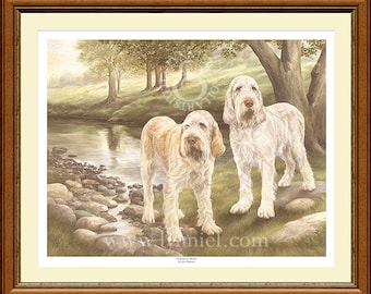 ITALIAN SPINONE limited edition dog print 'At Spinney Brook'