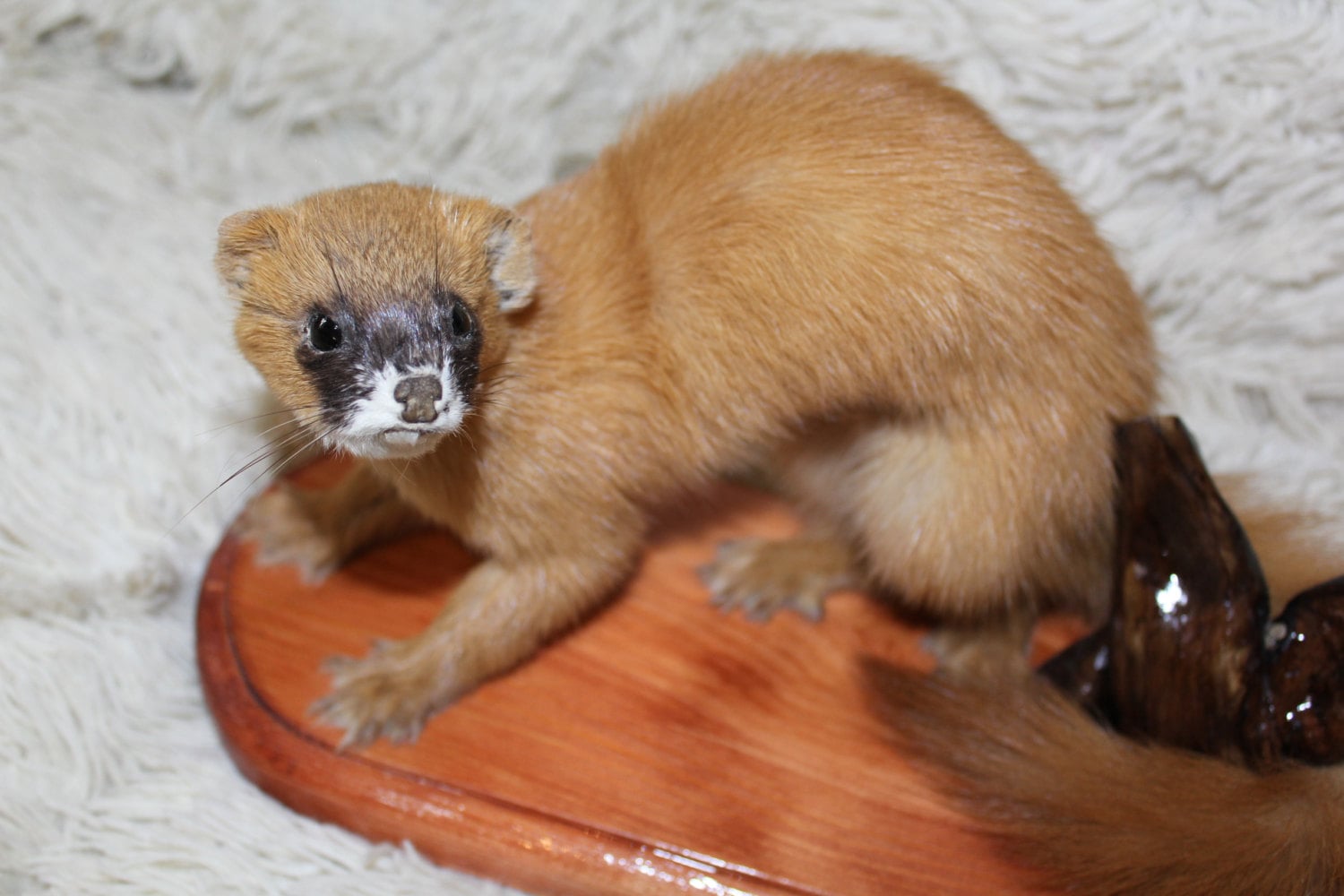 Siberian Weasel Kolinsky Taxidermy Animal Mount Natural