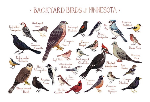 Minnesota Backyard Birds Field Guide Art Print / Watercolor
