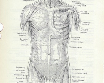Human Anatomy Vintage Medical Dictionary Illustration Anterior Muscles of the Trunk to Frame or for Paper Arts PSS 3013