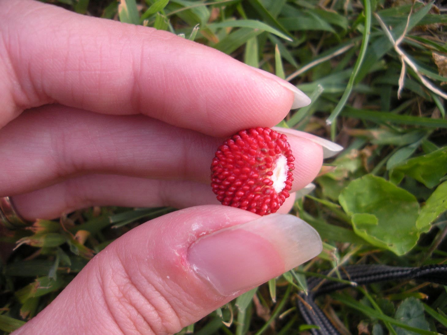 Download 200000 Seeds 100 grams Mock Strawberry False strawberry