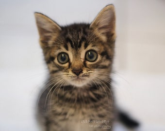 Dynamite image in kitten printable Obsessed image with regard to kitten printable