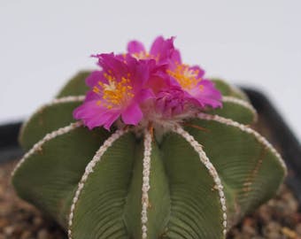 Aztekium hintonii / 10 seeds