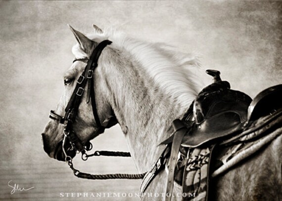 Horse photography black and white horse photography fine art Horse photography black and white horse photography fine art
