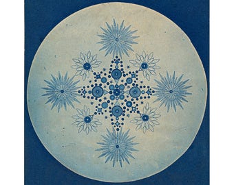 Antique diatoms art print, Diatom art, Diatom photograph, Microbiology, Sea life art, Antique photography, Cyanotype, Natural science art