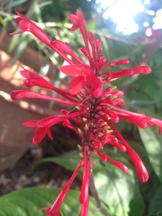 RED Firespike Live SemiTropical Plant Winter Bloomer Florida