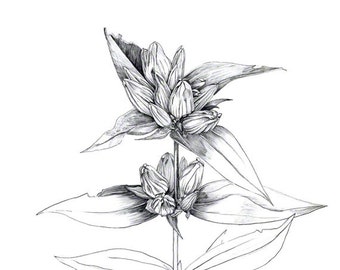 Bottle gentian, prairie plant drawn in late summer, graphite drawing, black and white