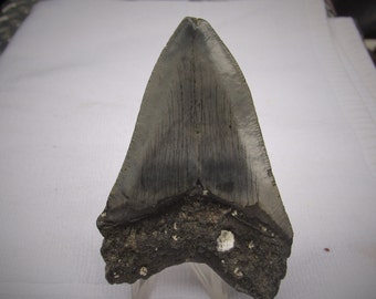 4 1/4" C. Megalodon Shark Tooth #0010