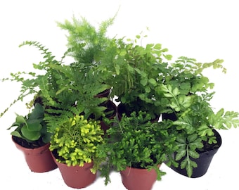 Mini Ferns for Terrariums/Fairy Garden - 10 Different Plants-2" Pots