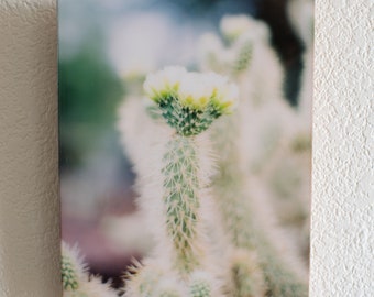 Adorned: Cactus Flower Fine Art Photograph