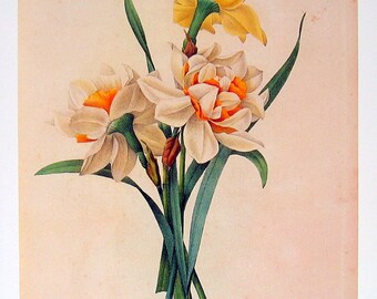 Redoute Yellow and White Narcissus - 1979 Vintage Flowers Book Plate p64