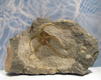 Fossil Fossilized Brittle Star Starfish Morocco, Collectible Decorative, Educational 18t12
