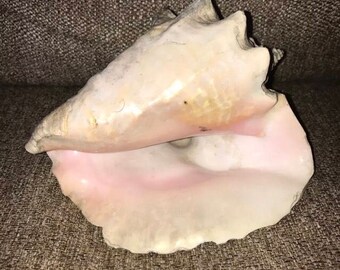 Large 8" Real Conch Pink Sea Shell Decorative Decoration Crafts, Ocean
