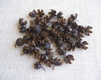 100 Assorted Sized Crepe Myrtle Seed Pods / Dried Natural Crafting Supply / Brown Dried Pods / Small Natural Pod / Fall Crafting Supply