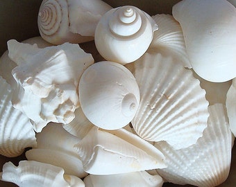 White Seashell Mix (12-15 pcs.)
