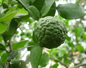 Kaffir Lime Tree, 2-3 Year Old (2-3 Ft), Potted, 90 Day Warranty